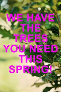 Spring Grove Nursery
