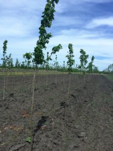 New Liner Pruning