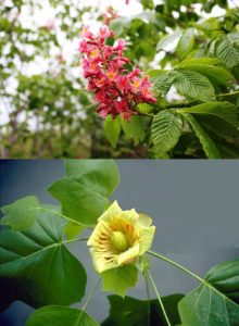 Horsechestnut & Tulip Tree Blooms