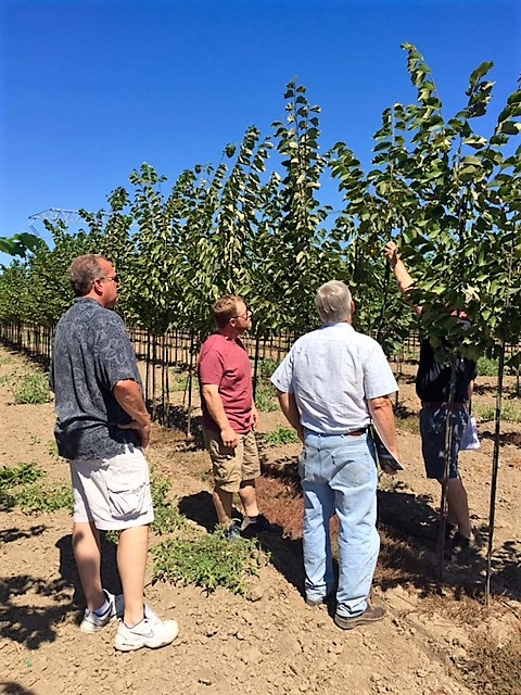 IL Growers at J. Frank Schmidt Nursery - Roger is showing off their Elms