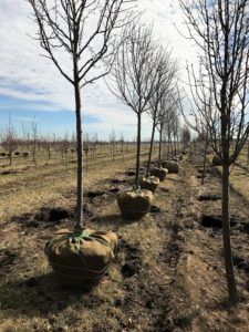 Digging Pear in Spring