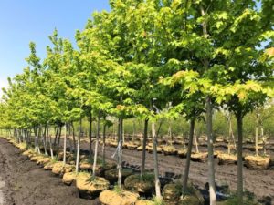 Autumn Blaze Maple
