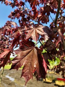 Crimson Sunset Maple Foliage
