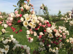 Firebird Crabapple Blooms