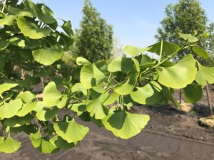 Ginkgo Foliage