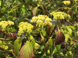 Pagoda Dogwood Flowers