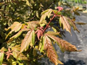 Paperbark Maple Emerging Foliage