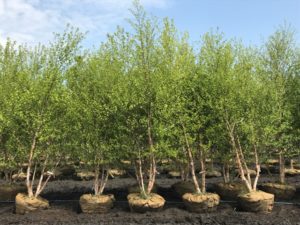 River Birch
