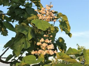 Northern Catalpa Flowers