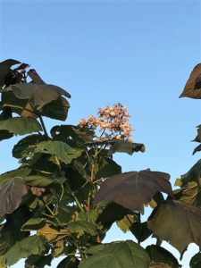 Purple Catalpa Flowers