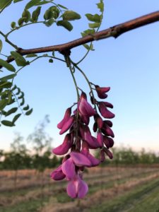 Robinia Flowers
