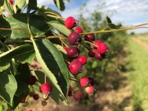Serviceberry Fruits