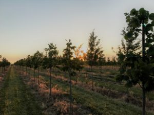 Sunset in the Nursery