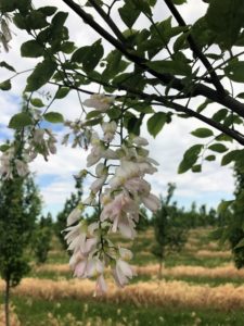 Yellowwood Blooms