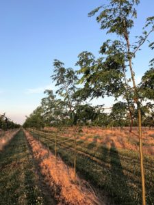 Young Crop of Honeylocust