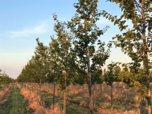 Young Elms in the Nursery
