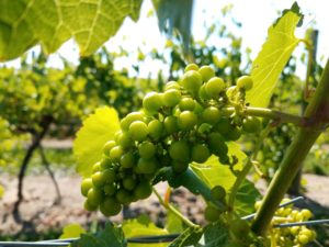 Local Wineries