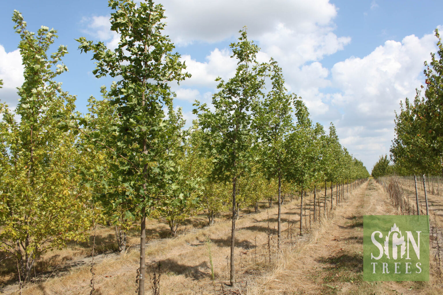 Acer Truncatum X A Platanoides Warrenred Spring Grove Nursery