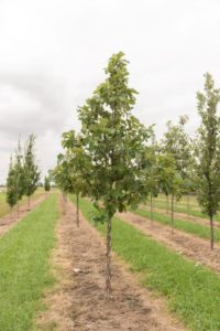 American Dream Oak