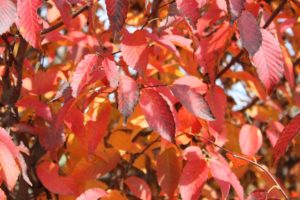 American Hornbeam