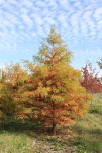 Bald Cypress in Fall