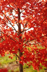 Redpointe Red Maple