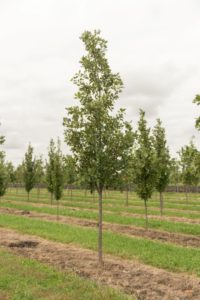 Heritage Oak