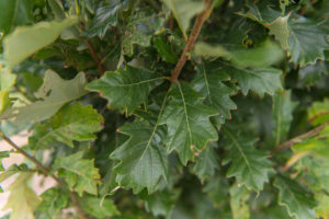 Kindred Spirit Oak