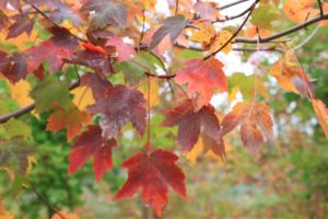 Pacific Sunset Maple