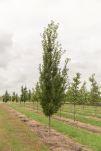 Streetspire Oak