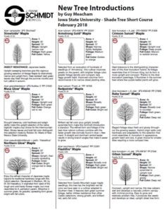 Schmidt New Trees