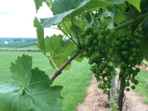 Beautiful vines at the winery!