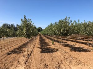 Redpointe Red Maples for next season
