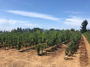 Root bag grown Oaks