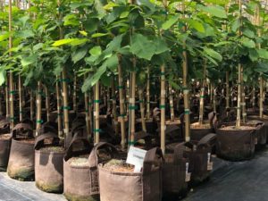 Root pouch grown Chinkapin Oaks for 2020