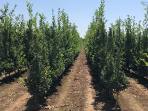 Root bag grown Oaks for 2019