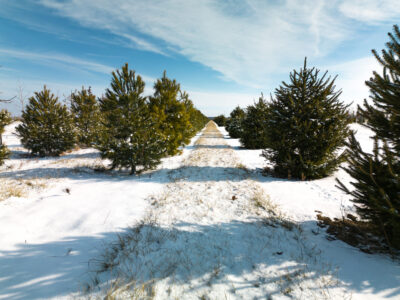 Winter Wonderland