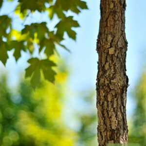 Interesting bark of Acer miyabei JFS-KW3A tree for sale