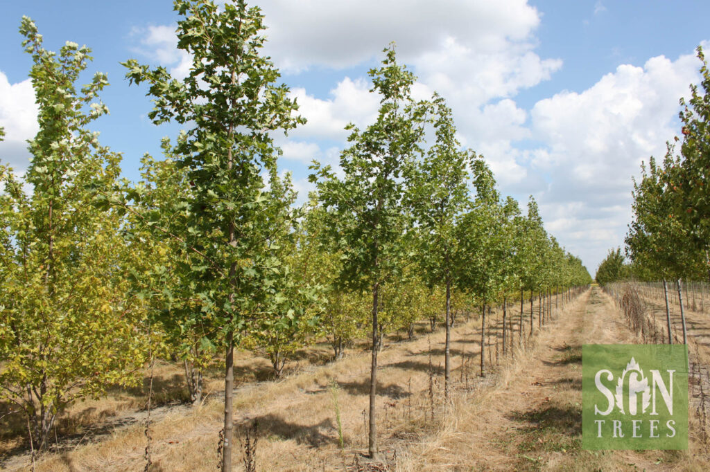 Acer truncatum x A. platanoides 'Warrenred' - Spring Grove Nursery