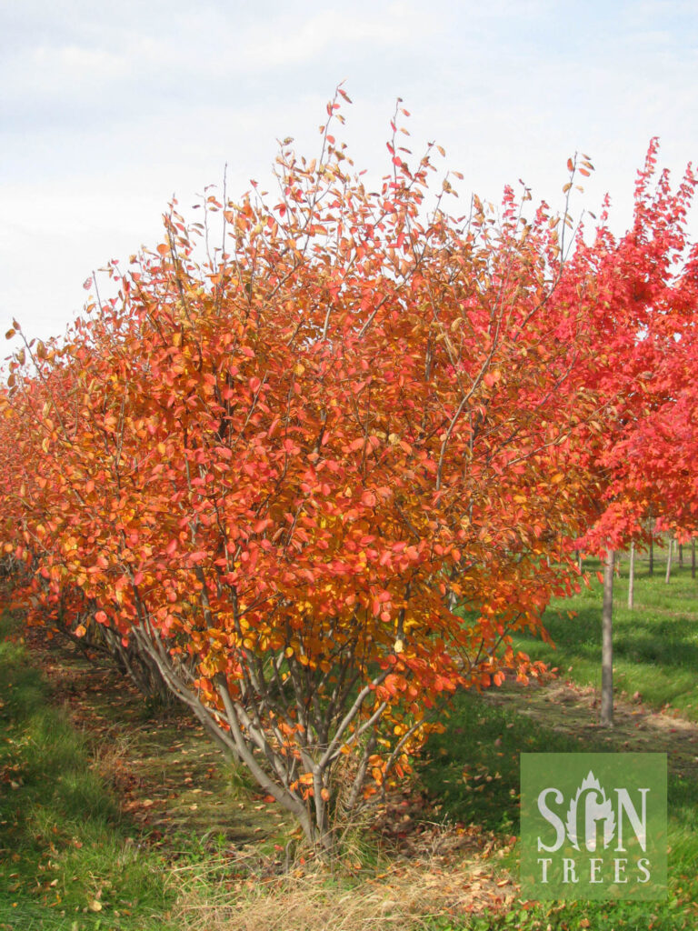 Amelanchier X Grandiflora 'Autumn Brilliance' - Spring Grove Nursery