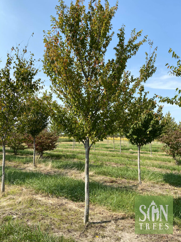 Carpinus caroliniana - Spring Grove Nursery