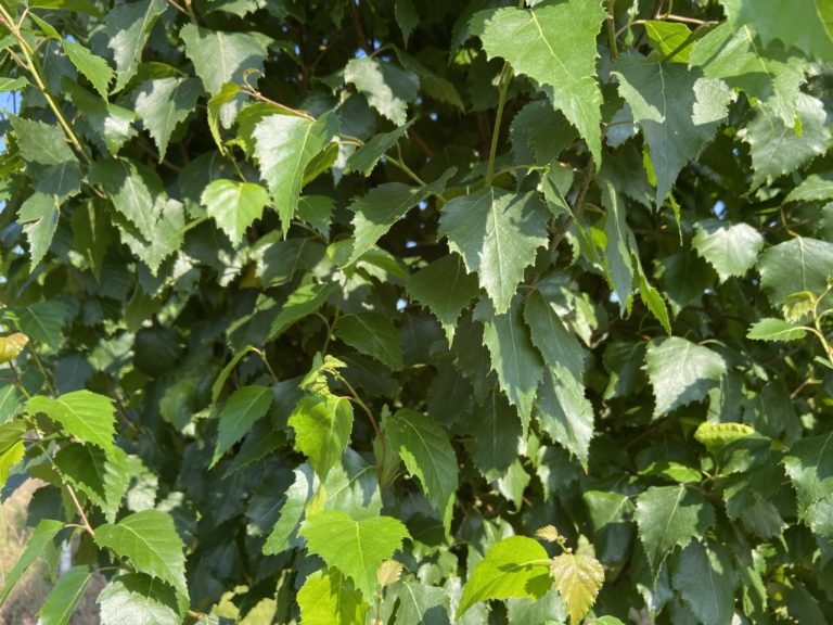 Betula platyphylla 'Fargo' Spring Grove Nursery