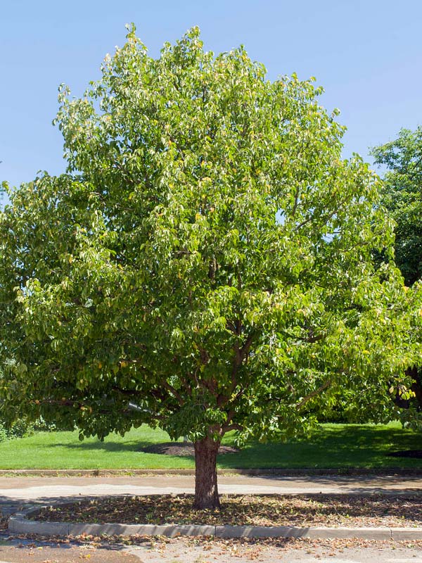 Corylus corlurna Spring Grove Nursery
