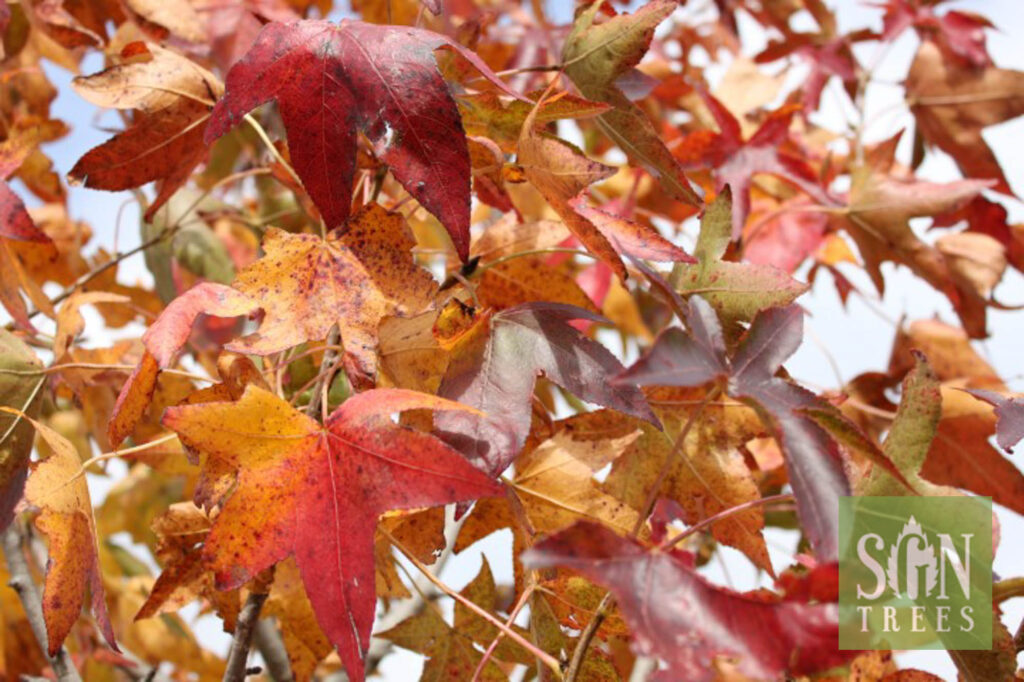 Liquidambar styraciflua 'Moraine' Spring Grove Nursery