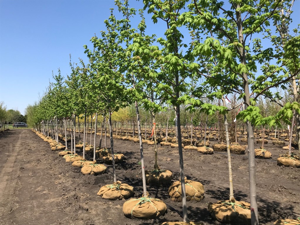 What's in the Yard? - Spring Grove Nursery