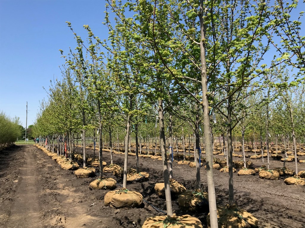 What's in the Yard? - Spring Grove Nursery