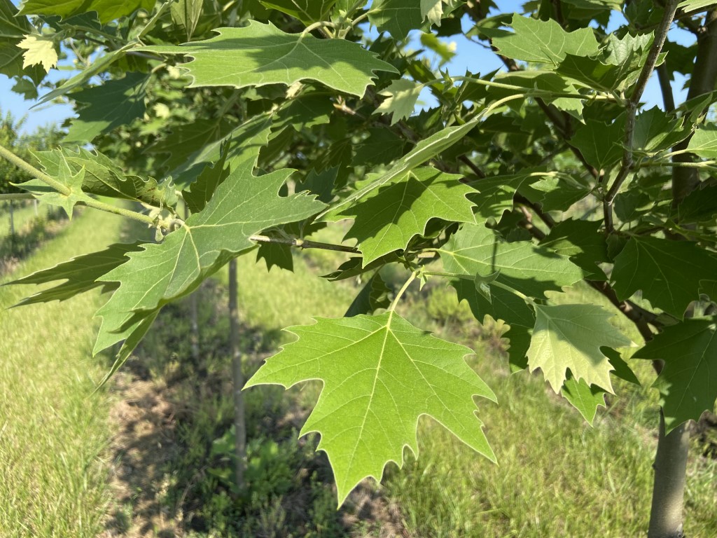 Platanus X Acerifolia 'morton Circle' - Spring Grove Nursery