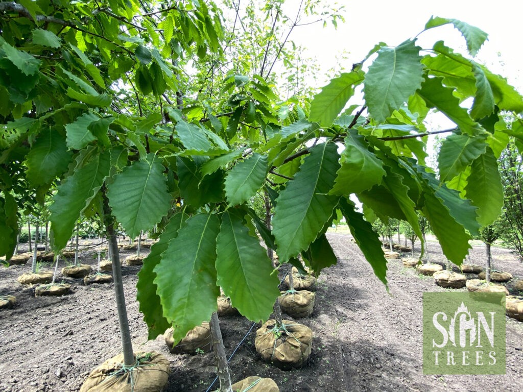 Quercus muehlenbergii - Spring Grove Nursery
