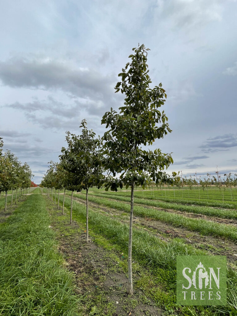 Quercus muehlenbergii - Spring Grove Nursery