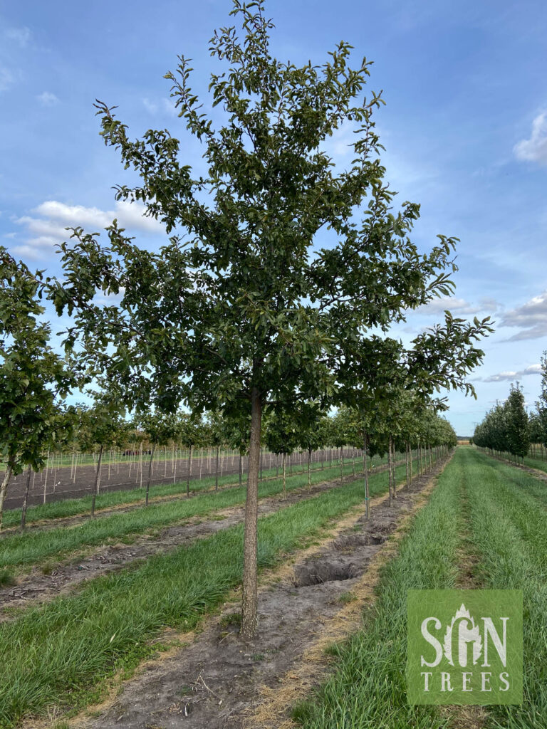 Quercus muehlenbergii - Spring Grove Nursery
